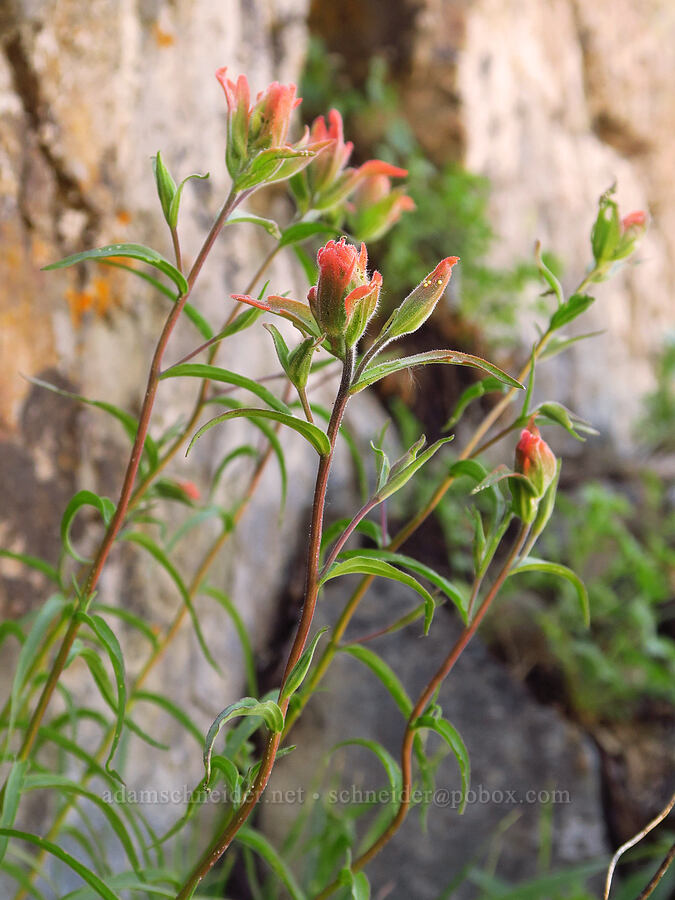 scarlet paintbrush (Castilleja miniata) [southwest ridge of Joker, Okanogan-Wenatchee National Forest, Kittitas County, Washington]