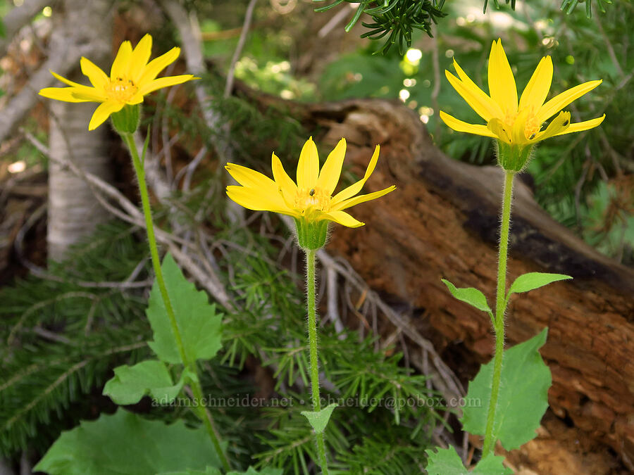heart-leaf arnica (Arnica cordifolia) [southwest ridge of Joker, Okanogan-Wenatchee National Forest, Kittitas County, Washington]