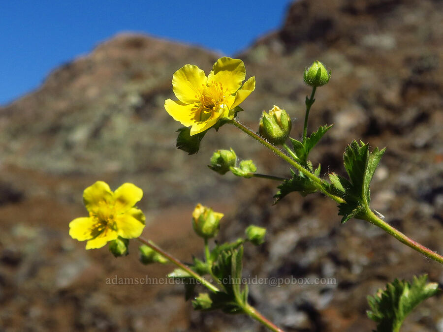 mountain sticky cinquefoil (Drymocallis pseudorupestris (Potentilla glandulosa ssp. pseudorupestris)) [Joker Mountain, Okanogan-Wenatchee National Forest, Kittitas County, Washington]