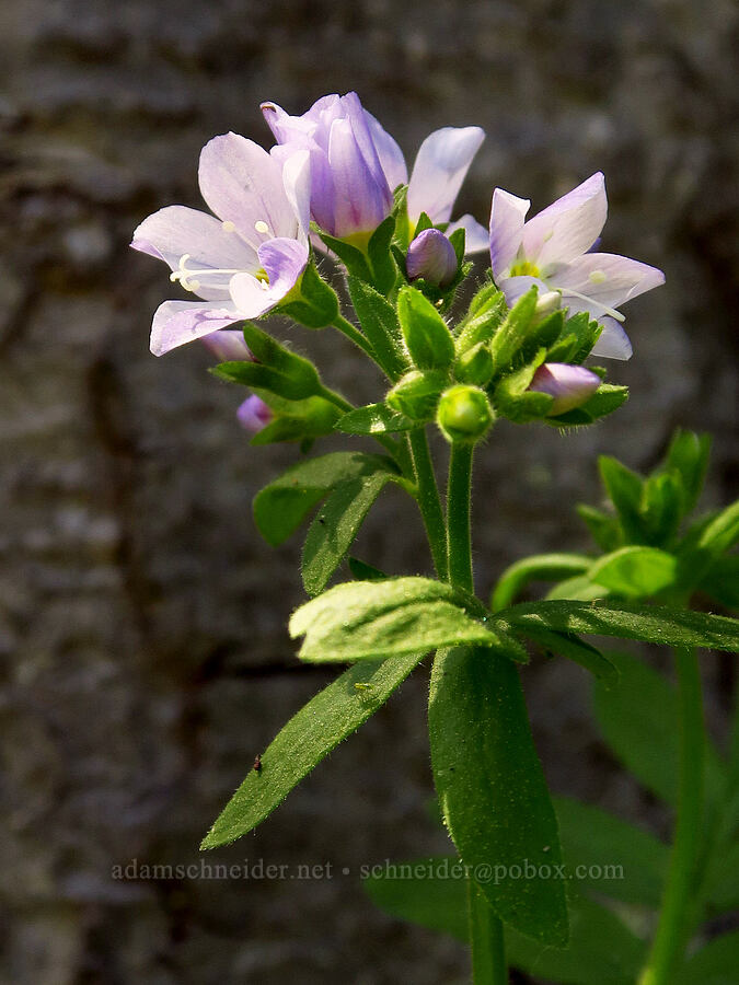 California Jacob's-ladder (Polemonium californicum) [County Line Trail, Okanogan-Wenatchee National Forest, Chelan County, Washington]