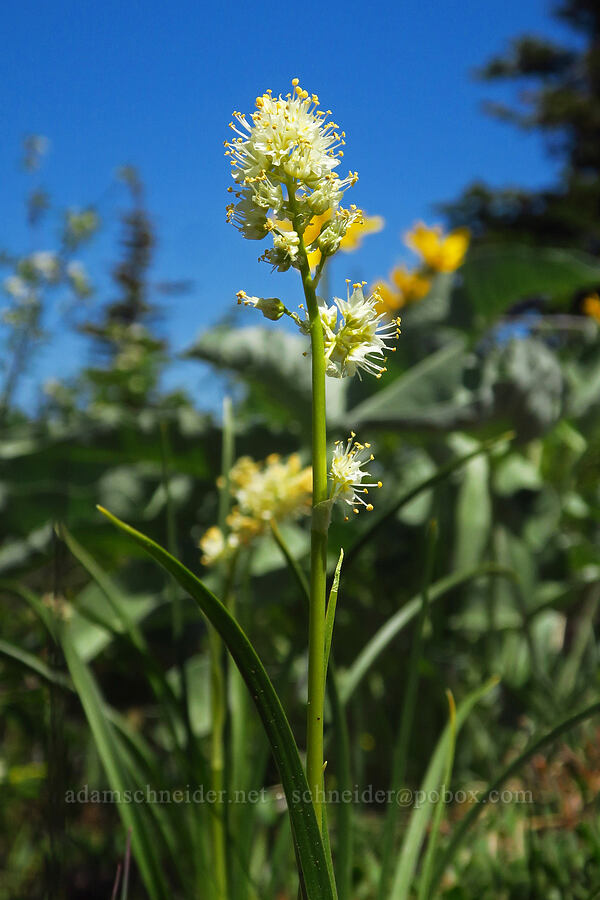 panicled death-camas (Toxicoscordion paniculatum (Zigadenus paniculatus)) [County Line Trail, Okanogan-Wenatchee National Forest, Chelan County, Washington]