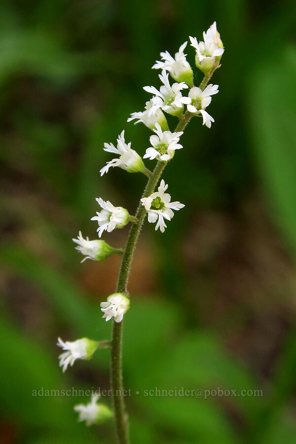 three-parted mitrewort (Ozomelis trifida (Mitella trifida)) [County Line Trail, Okanogan-Wenatchee National Forest, Chelan County, Washington]