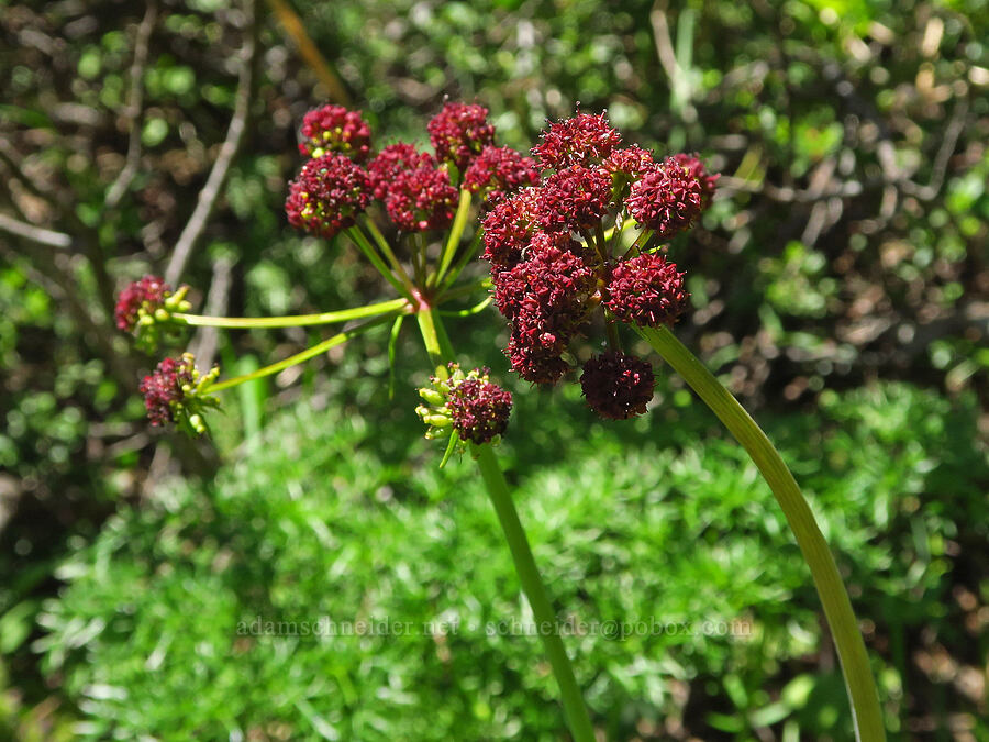 purple fern-leaf desert parsley (Lomatium multifidum (Lomatium dissectum var. multifidum)) [County Line Trail, Okanogan-Wenatchee National Forest, Chelan County, Washington]