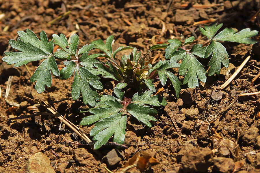 northern sanicle, budding (Sanicula graveolens) [County Line Trail, Okanogan-Wenatchee National Forest, Kittitas County, Washington]