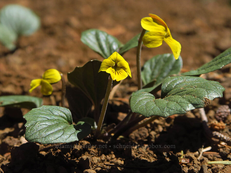 goose-foot violet (Viola purpurea) [County Line Trail, Okanogan-Wenatchee National Forest, Kittitas County, Washington]