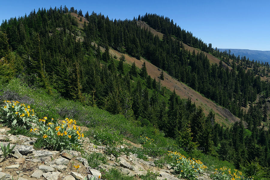 arrow-leaf balsamroot & Joker (Balsamorhiza sagittata) [County Line Trail, Okanogan-Wenatchee National Forest, Kittitas County, Washington]