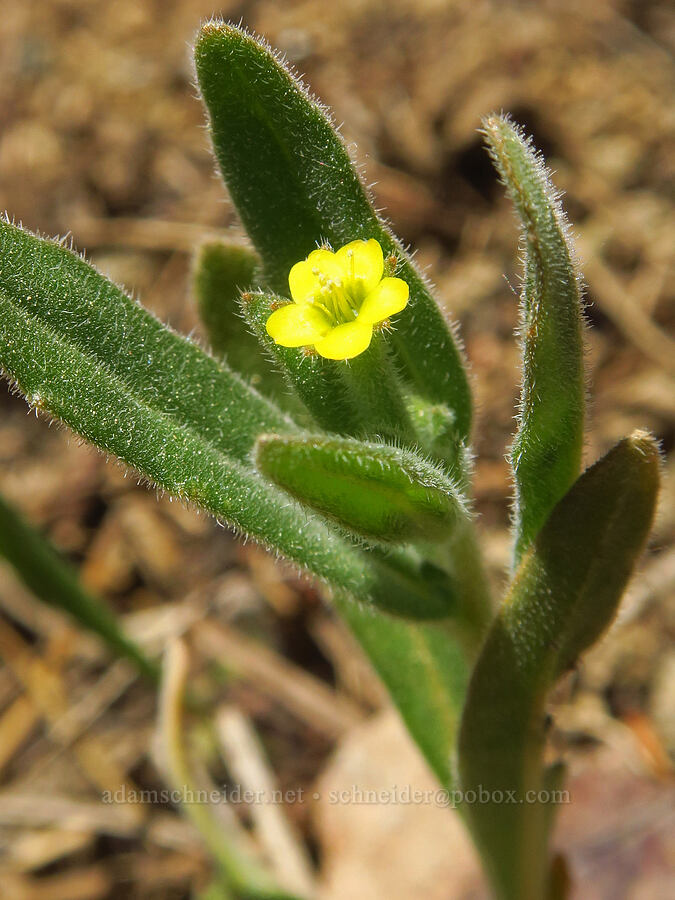 bushy blazing-star (Mentzelia dispersa) [County Line Trail, Okanogan-Wenatchee National Forest, Kittitas County, Washington]