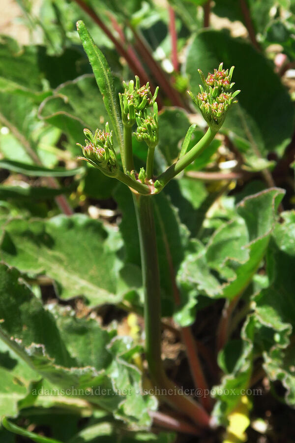 tall buckwheat, budding (Eriogonum elatum) [County Line Trail, Okanogan-Wenatchee National Forest, Kittitas County, Washington]