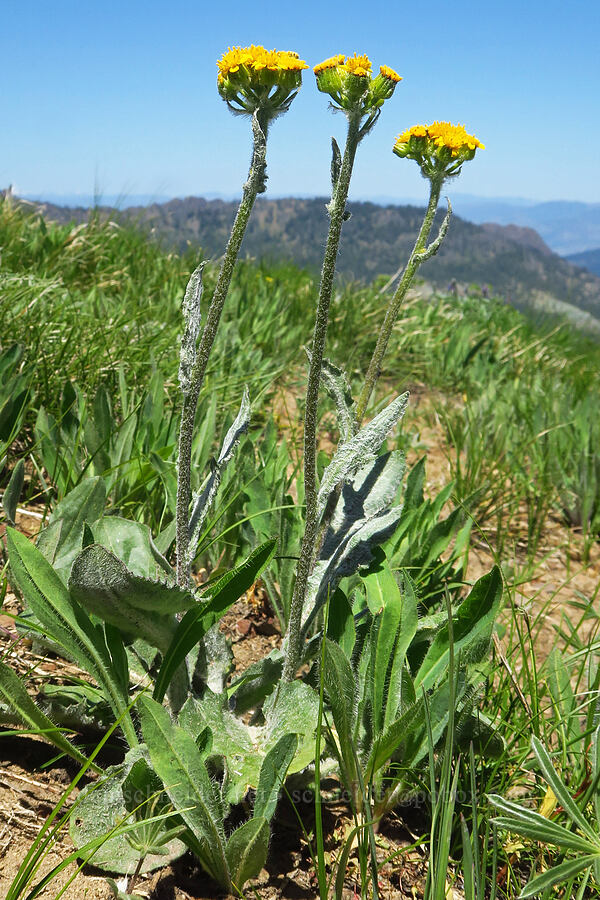 western groundsel (Senecio integerrimus) [Jester Mountain, Okanogan-Wenatchee National Forest, Chelan County, Washington]