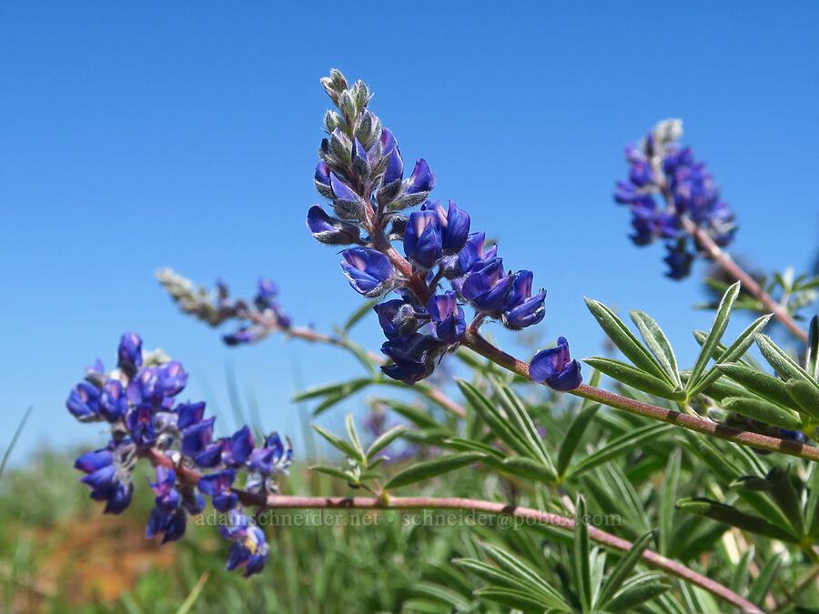 lupine (which?) (Lupinus sp.) [Jester Mountain, Okanogan-Wenatchee National Forest, Kittitas County, Washington]