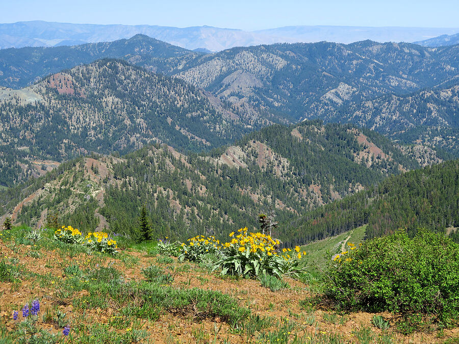 wildflowers & the Wenatchee Mountains (Balsamorhiza sagittata, Lomatium brevifolium (Lomatium triternatum var. brevifolium), Lupinus sp.) [Jester Mountain, Okanogan-Wenatchee National Forest, Chelan County, Washington]