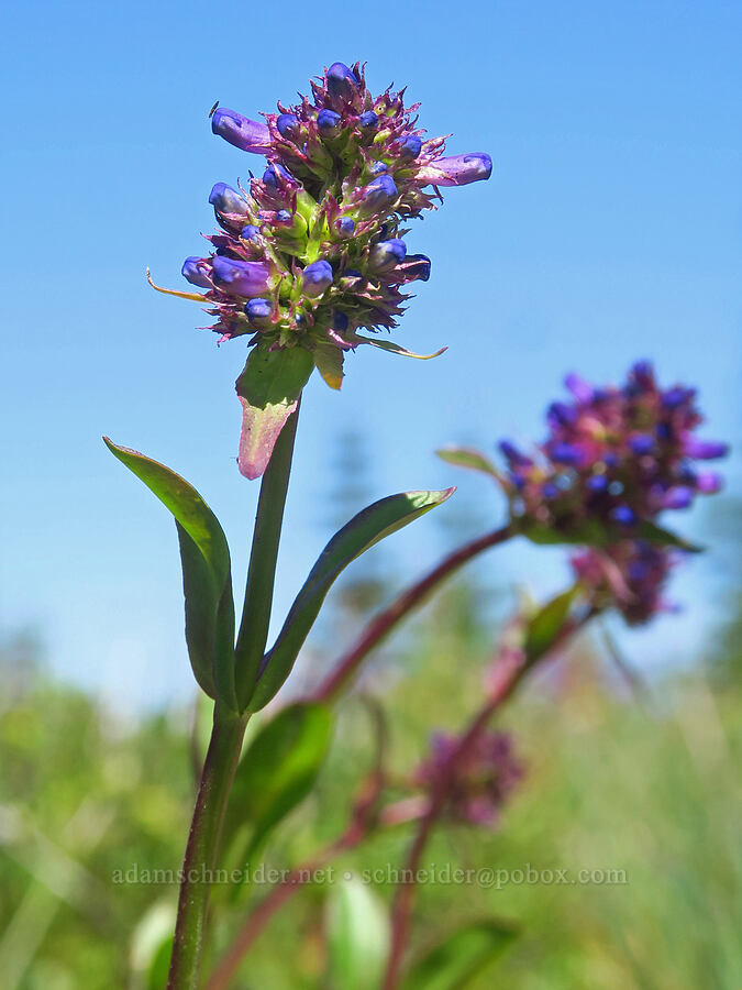 small-flowered penstemon (Penstemon procerus) [Jester Mountain, Okanogan-Wenatchee National Forest, Kittitas County, Washington]