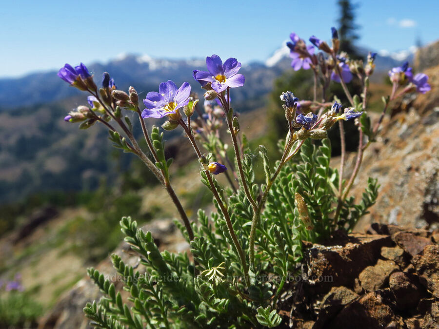 showy Jacob's-ladder (Polemonium pulcherrimum ssp. pulcherrimum) [Iron Bear Peak, Okanogan-Wenatchee National Forest, Kittitas County, Washington]