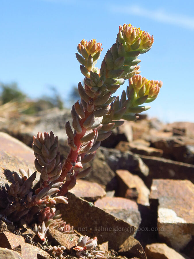 stonecrop (Sedum sp.) [Iron Bear Peak, Okanogan-Wenatchee National Forest, Kittitas County, Washington]