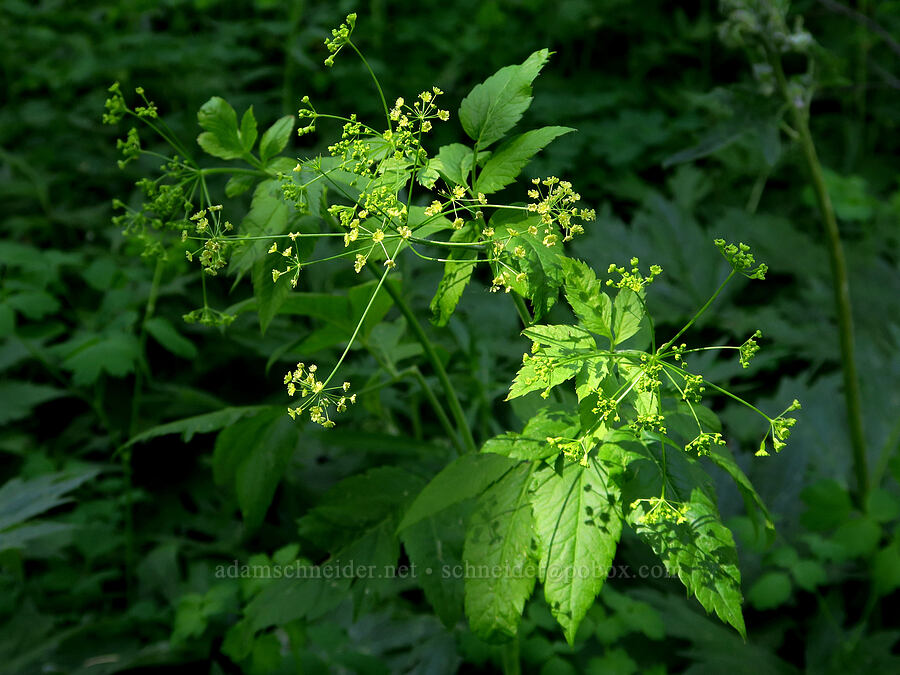western sweet-cicely (Osmorhiza occidentalis) [Teanaway Ridge Trail, Okanogan-Wenatchee National Forest, Kittitas County, Washington]