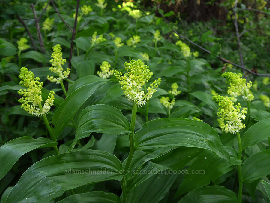 feathery false Solomon's-seal (Maianthemum racemosum ssp. amplexicaule (Smilacina racemosa)) [Teanaway Ridge Trail, Okanogan-Wenatchee National Forest, Kittitas County, Washington]