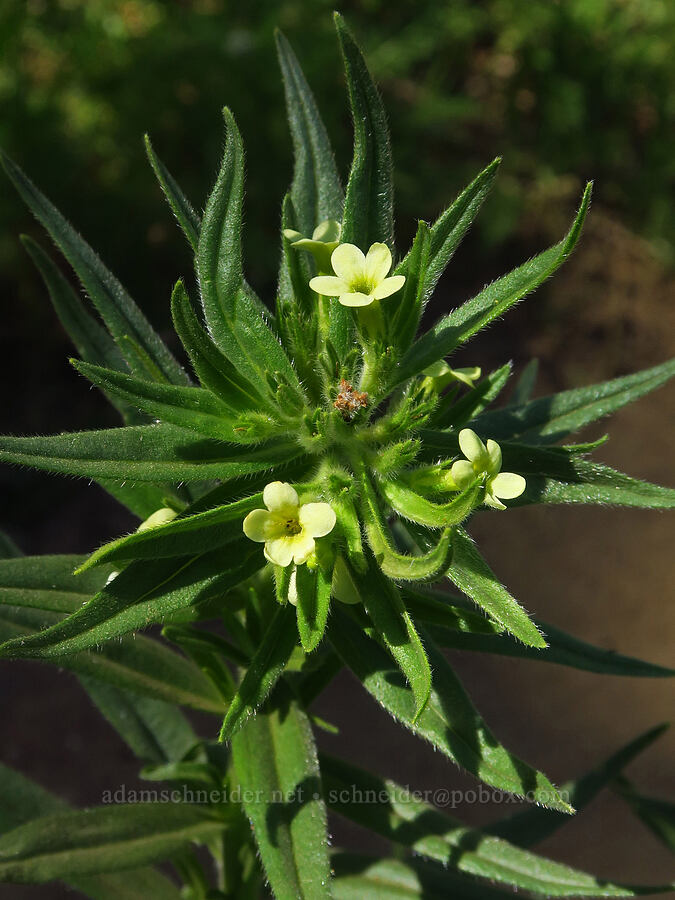 Columbia puccoon (Lithospermum ruderale) [Teanaway Ridge Trail, Okanogan-Wenatchee National Forest, Kittitas County, Washington]