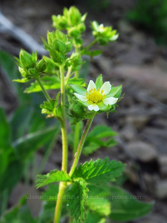 sticky cinquefoil (Drymocallis glandulosa var. glandulosa (Potentilla glandulosa)) [Iron Bear Trail, Okanogan-Wenatchee National Forest, Kittitas County, Washington]