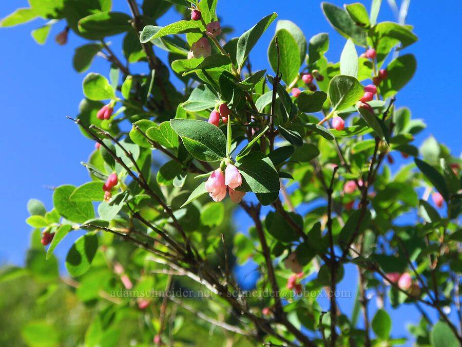 snowberry flowers (Symphoricarpos sp.) [Iron Bear Trail, Okanogan-Wenatchee National Forest, Kittitas County, Washington]
