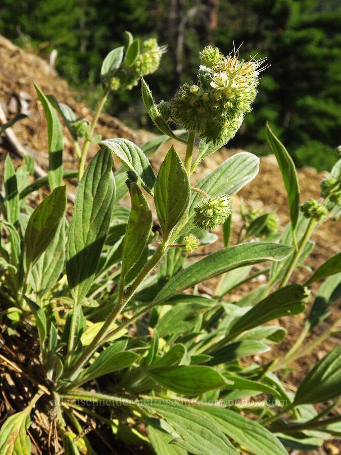 phacelia (Phacelia hastata) [Iron Bear Trail, Okanogan-Wenatchee National Forest, Kittitas County, Washington]