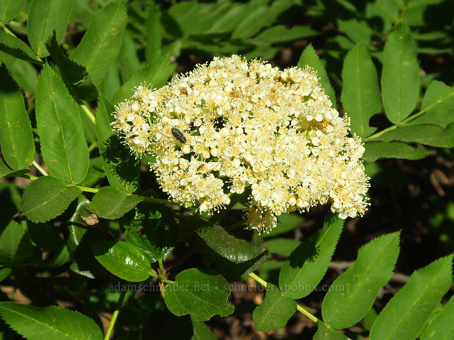 Cascade mountain-ash (Sorbus scopulina) [Iron Bear Trail, Okanogan-Wenatchee National Forest, Kittitas County, Washington]