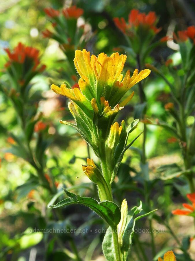 harsh paintbrush (Castilleja hispida) [Iron Bear Trail, Okanogan-Wenatchee National Forest, Kittitas County, Washington]