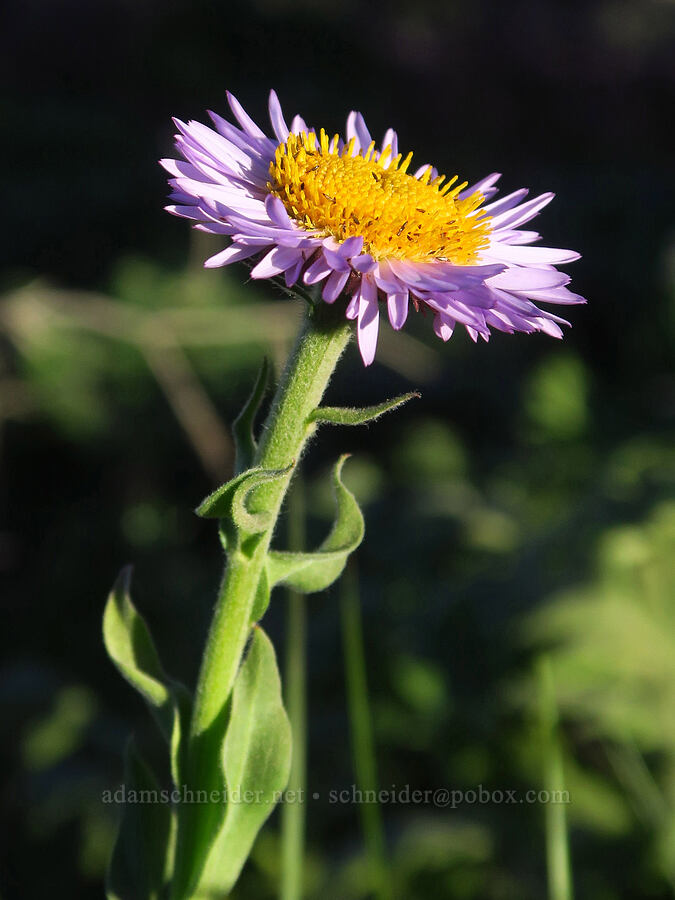 subalpine fleabane (Erigeron glacialis var. glacialis) [Table Mountain, Okanogan-Wenatchee National Forest, Kittitas County, Washington]