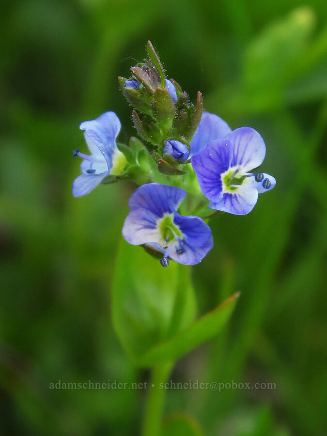 thyme-leaf speedwell (Veronica serpyllifolia ssp. humifusa) [Table Mountain, Okanogan-Wenatchee National Forest, Kittitas County, Washington]