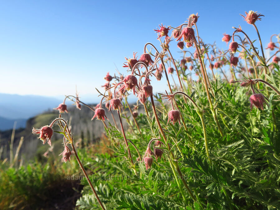 prairie smoke (Geum triflorum) [Table Mountain, Okanogan-Wenatchee National Forest, Kittitas County, Washington]