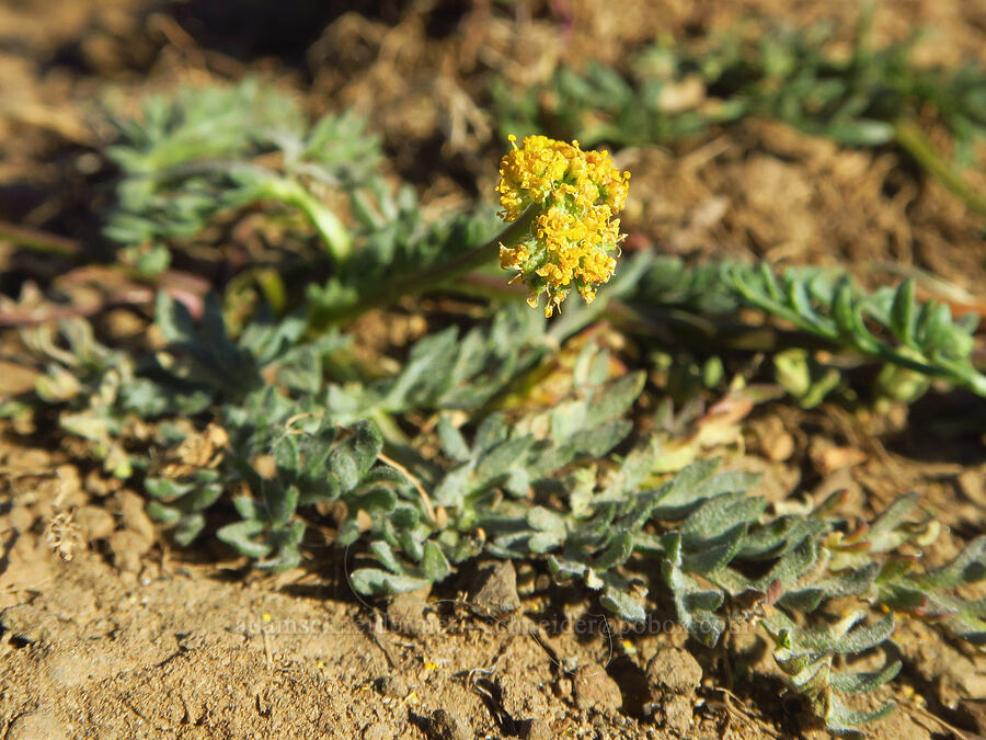Watson's desert parsley (Lomatium watsonii) [Table Mountain, Okanogan-Wenatchee National Forest, Kittitas County, Washington]