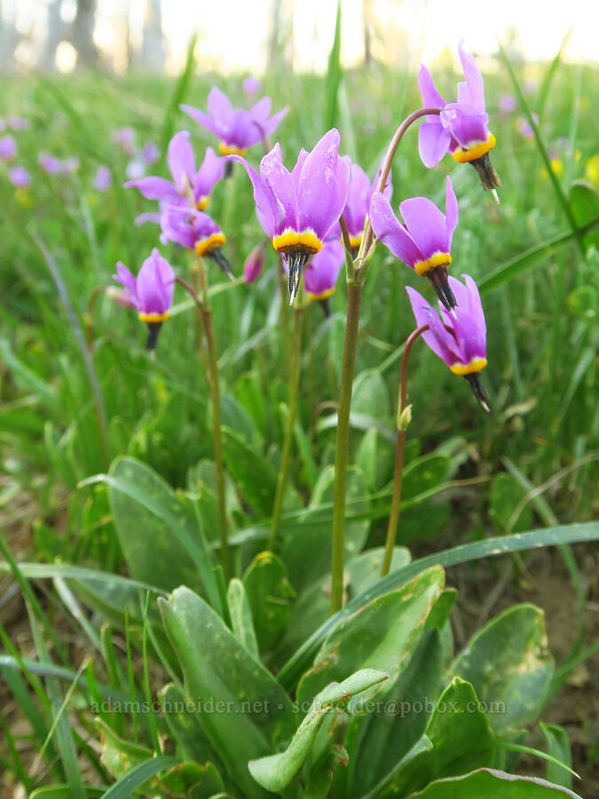 desert shooting-stars (Dodecatheon conjugens (Primula conjugens)) [Table Mountain, Okanogan-Wenatchee National Forest, Kittitas County, Washington]