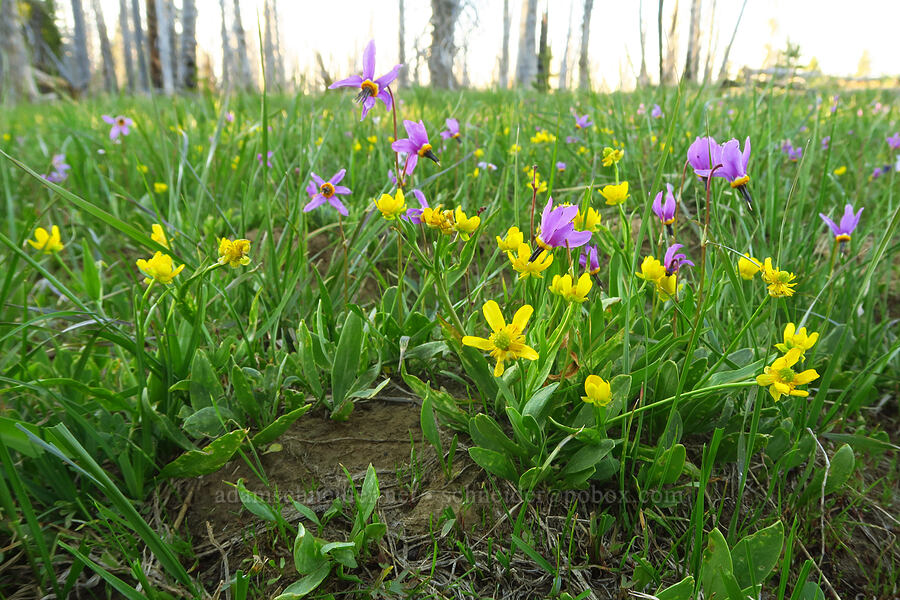 Hartweg's buttercups & shooting-stars (Ranunculus alismifolius var. hartwegii, Dodecatheon conjugens (Primula conjugens)) [Table Mountain, Okanogan-Wenatchee National Forest, Kittitas County, Washington]