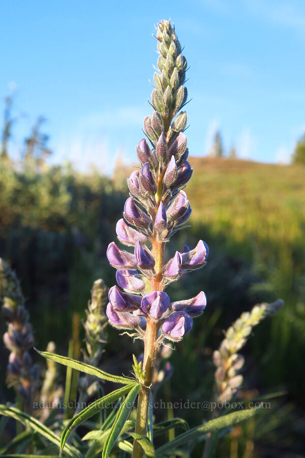 lupine (which?) (Lupinus sp.) [Lion Rock, Okanogan-Wenatchee National Forest, Kittitas County, Washington]