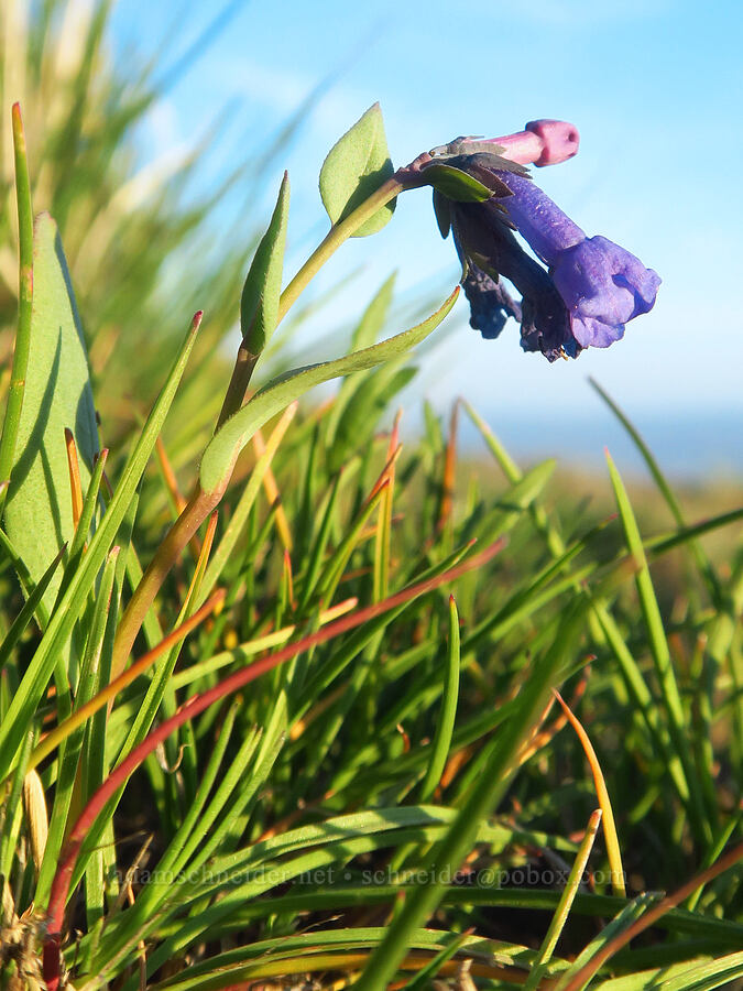 sagebrush bluebells (Mertensia oblongifolia) [Lion Rock, Okanogan-Wenatchee National Forest, Kittitas County, Washington]