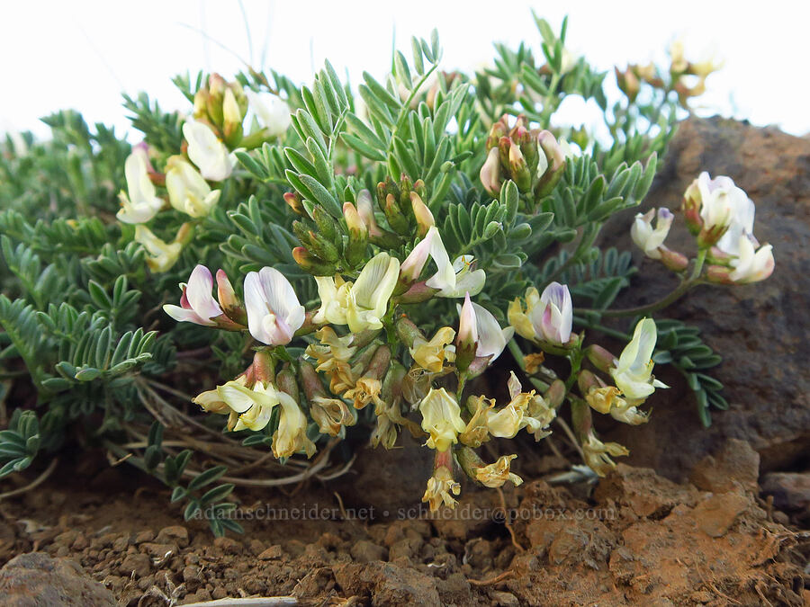 balloon-pod milk-vetch (Astragalus whitneyi var. sonneanus) [Lion Rock, Okanogan-Wenatchee National Forest, Kittitas County, Washington]
