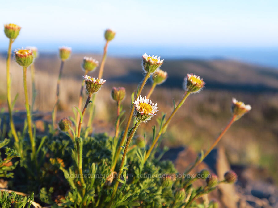 cut-leaf fleabane (Erigeron compositus) [Lion Rock, Okanogan-Wenatchee National Forest, Kittitas County, Washington]