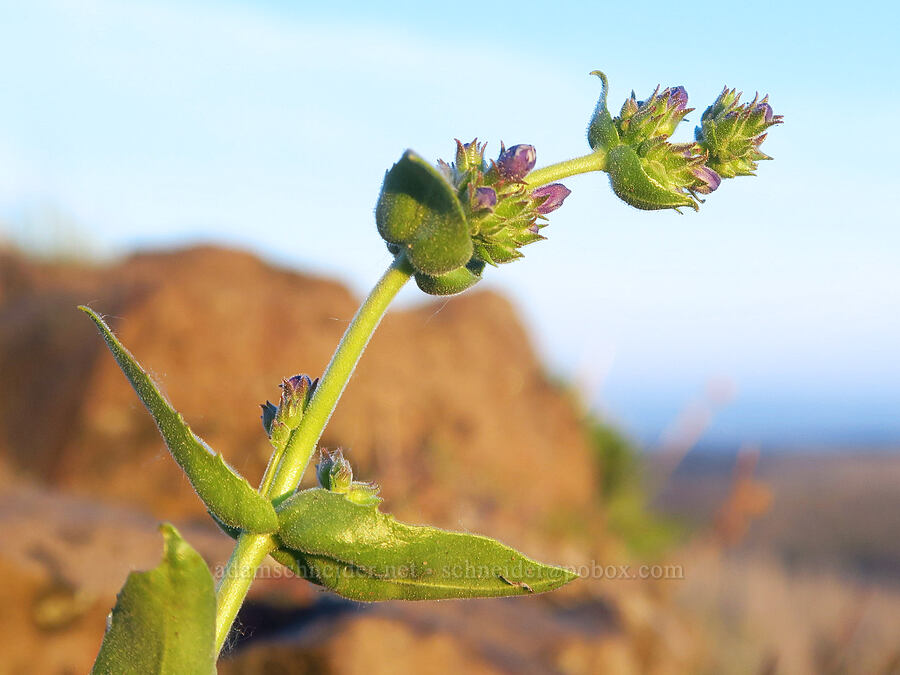 Chelan penstemon (Penstemon pruinosus) [Lion Rock, Okanogan-Wenatchee National Forest, Kittitas County, Washington]