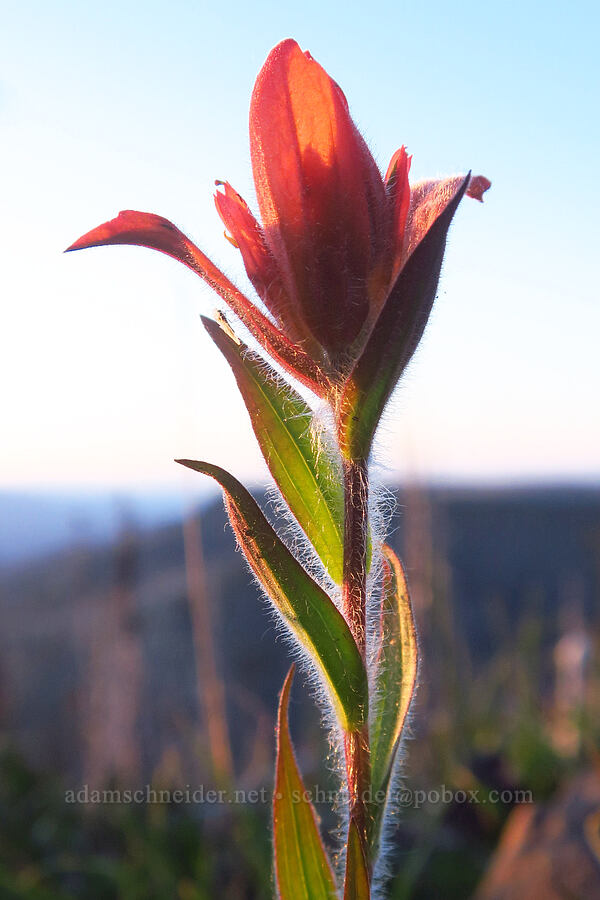 Wenatchee/Elmer's paintbrush (Castilleja elmeri) [Lion Rock, Okanogan-Wenatchee National Forest, Kittitas County, Washington]