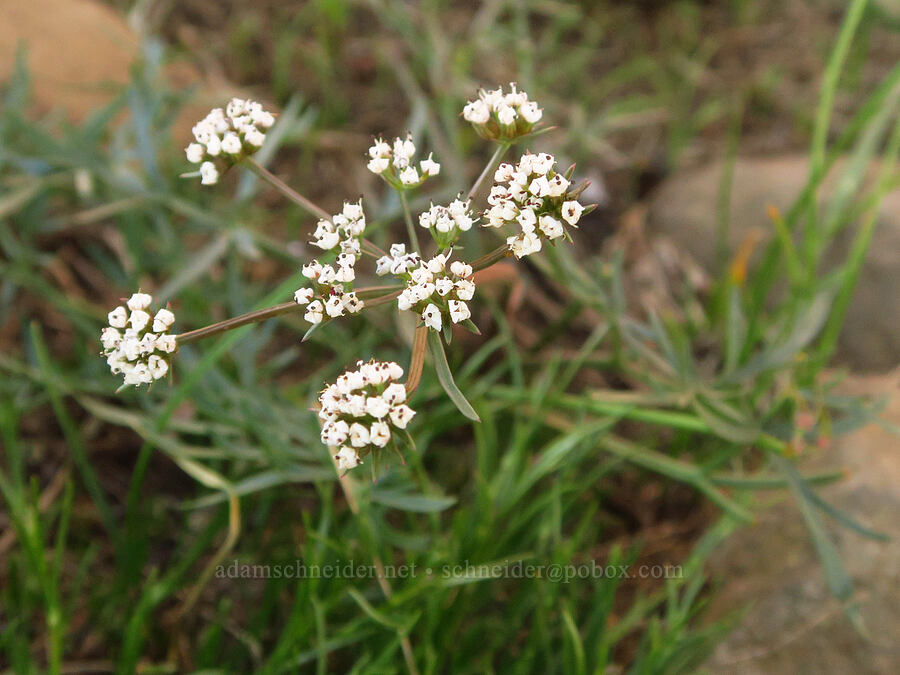 Geyer's desert parsley (Lomatium geyeri) [Lion Rock, Okanogan-Wenatchee National Forest, Kittitas County, Washington]