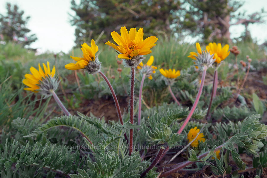 Hooker's balsamroot (Balsamorhiza hookeri) [Lion Rock, Okanogan-Wenatchee National Forest, Kittitas County, Washington]