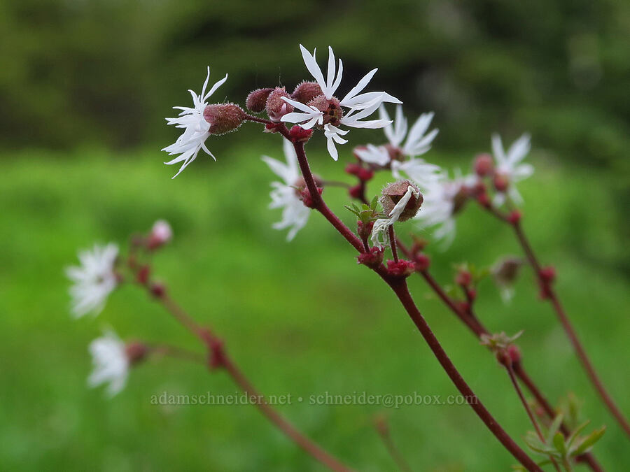 prairie stars (Lithophragma glabrum) [Lion Rock Springs, Okanogan-Wenatchee National Forest, Kittitas County, Washington]