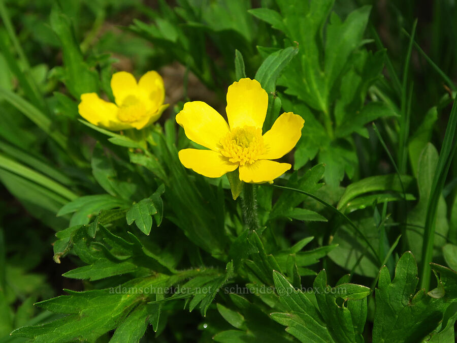 swamp buttercups (Ranunculus orthorhynchus var. platyphyllus) [Lion Rock Springs, Okanogan-Wenatchee National Forest, Kittitas County, Washington]