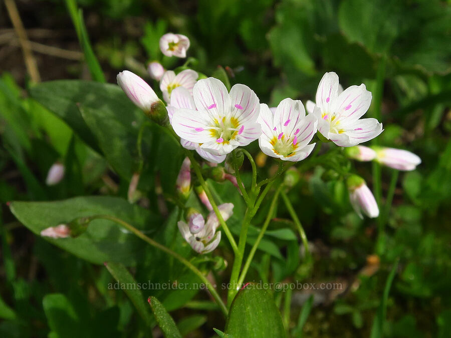 lance-leaf spring-beauty (Claytonia lanceolata) [Lion Rock Springs, Okanogan-Wenatchee National Forest, Kittitas County, Washington]