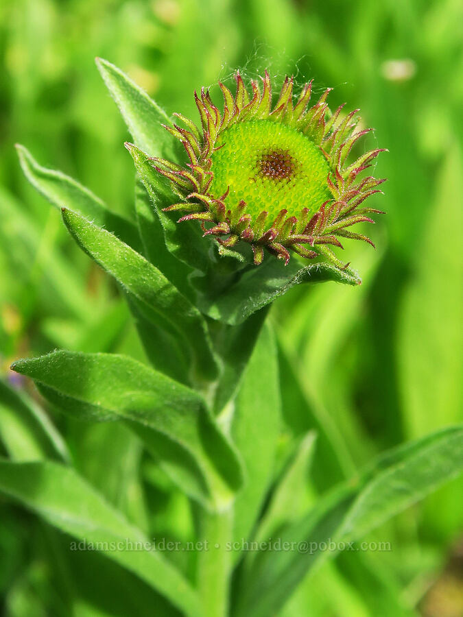subalpine fleabane, budding (Erigeron glacialis var. glacialis) [Lion Rock Springs, Okanogan-Wenatchee National Forest, Kittitas County, Washington]