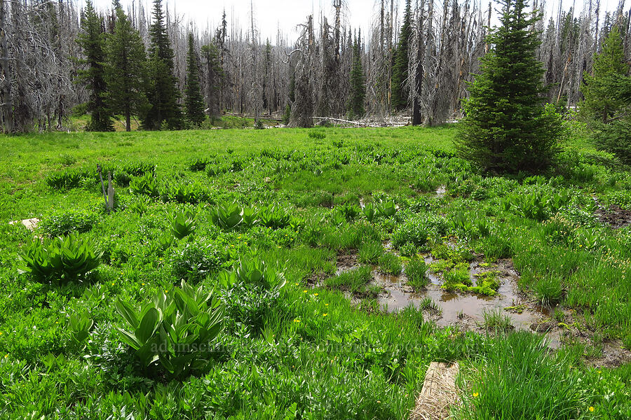 spring [Lion Rock Springs, Okanogan-Wenatchee National Forest, Kittitas County, Washington]