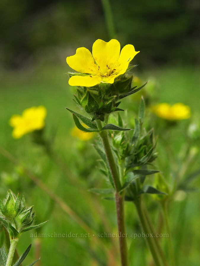 slender cinquefoil (Potentilla gracilis) [Lion Rock Springs, Okanogan-Wenatchee National Forest, Kittitas County, Washington]