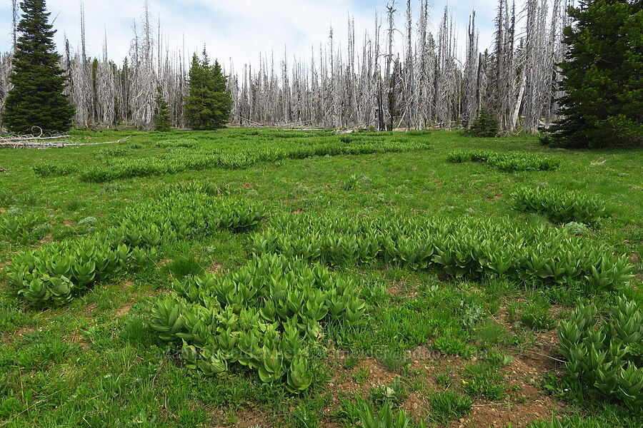 corn lily leaves (Veratrum californicum) [Lion Rock Springs, Okanogan-Wenatchee National Forest, Kittitas County, Washington]