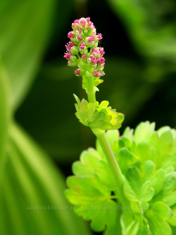western meadow-rue (female), budding (Thalictrum occidentale) [Lion Rock Springs, Okanogan-Wenatchee National Forest, Kittitas County, Washington]