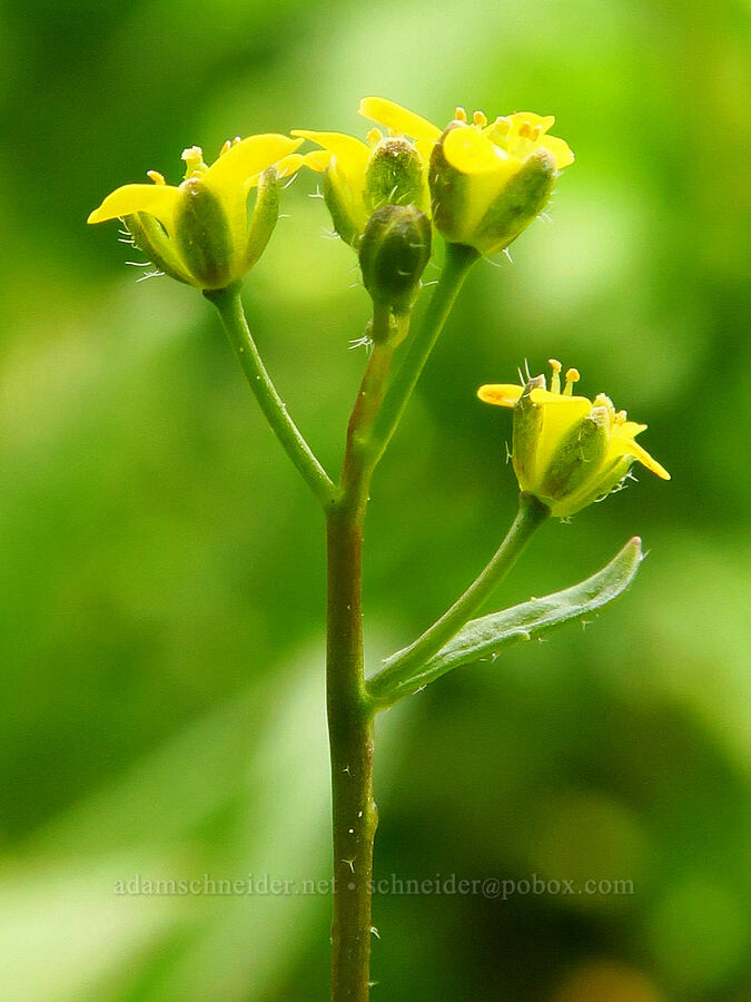 Alaska whitlow-grass (Draba stenoloba) [Lion Rock Springs, Okanogan-Wenatchee National Forest, Kittitas County, Washington]