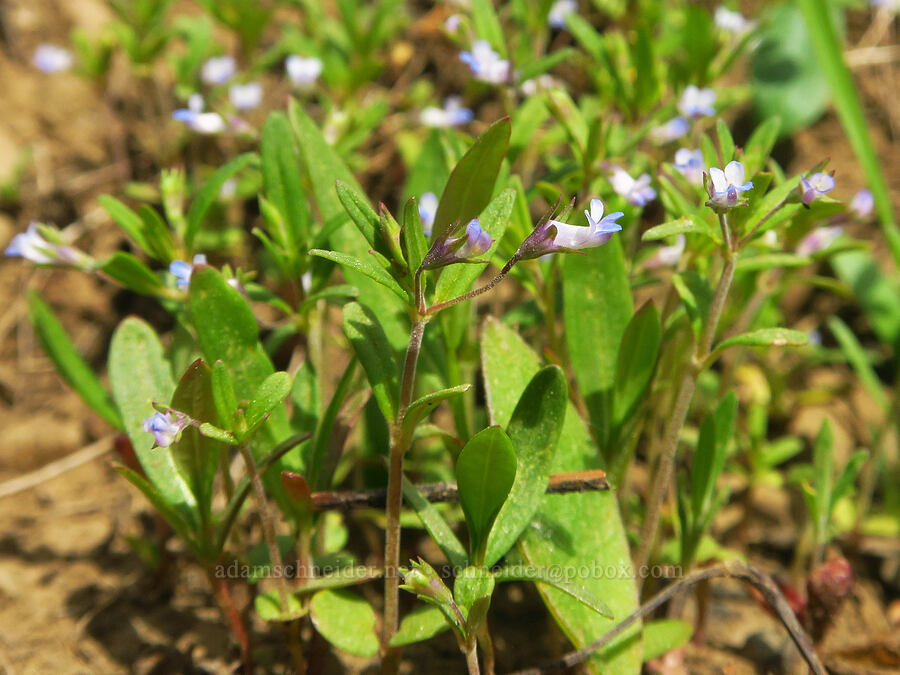 small-flowered blue-eyed-Mary (Collinsia parviflora) [Lion Rock Springs, Okanogan-Wenatchee National Forest, Kittitas County, Washington]
